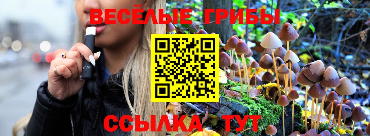 Псилоцибиновые грибы Psilocybine cubensis Владимир